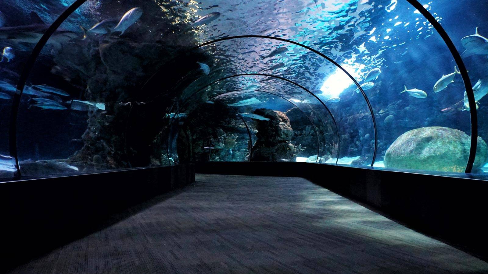 aquarium